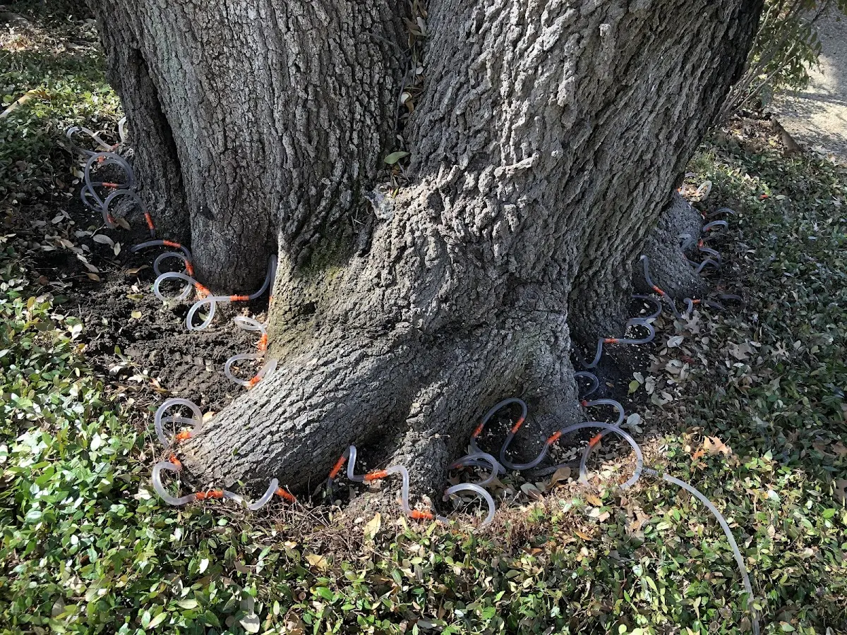 Detailed Tree Cabling and Bracing job site in Anchorville