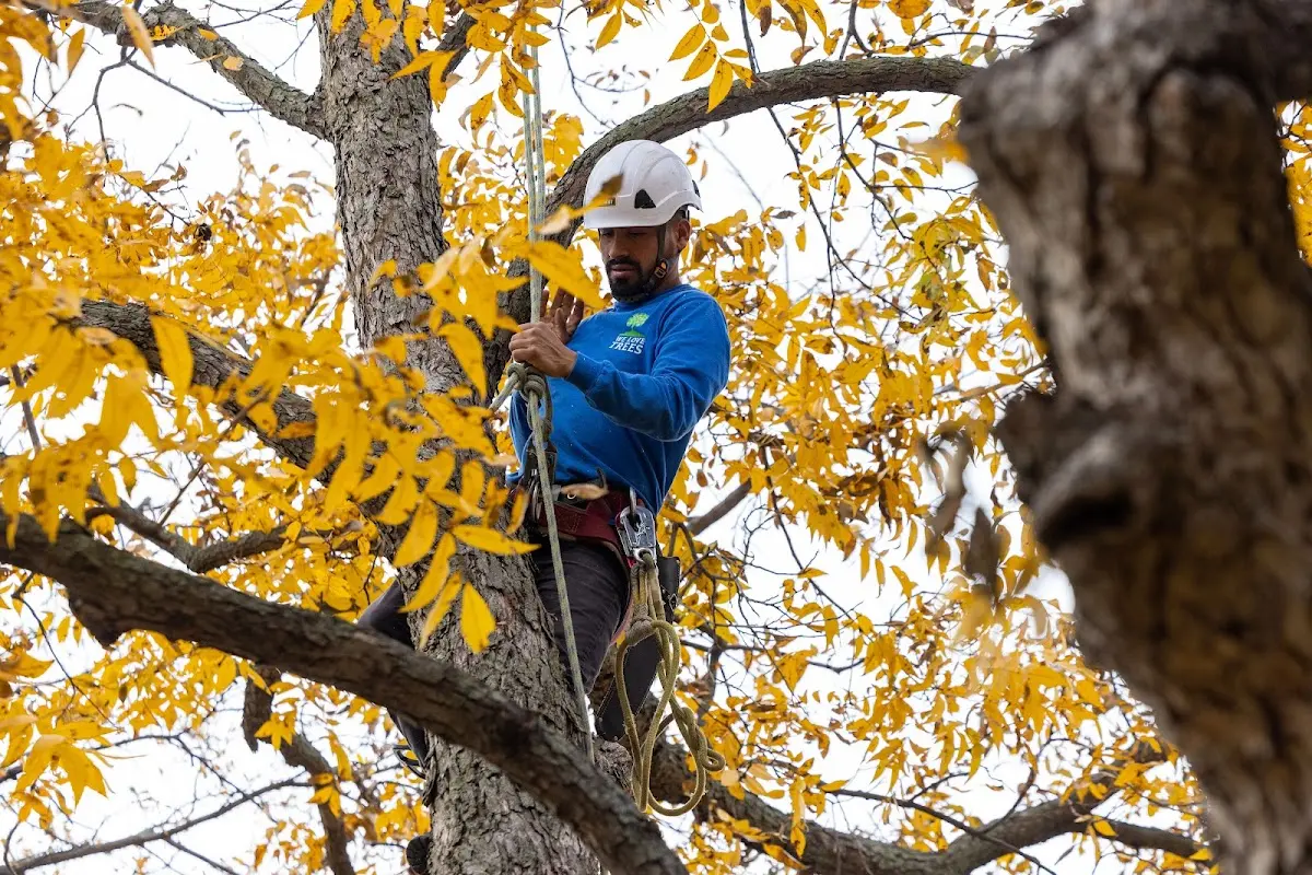 Skilled Tree Planing crew working in Anchorville